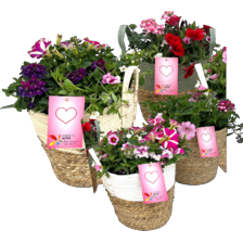 Perkplanten mix in mand
